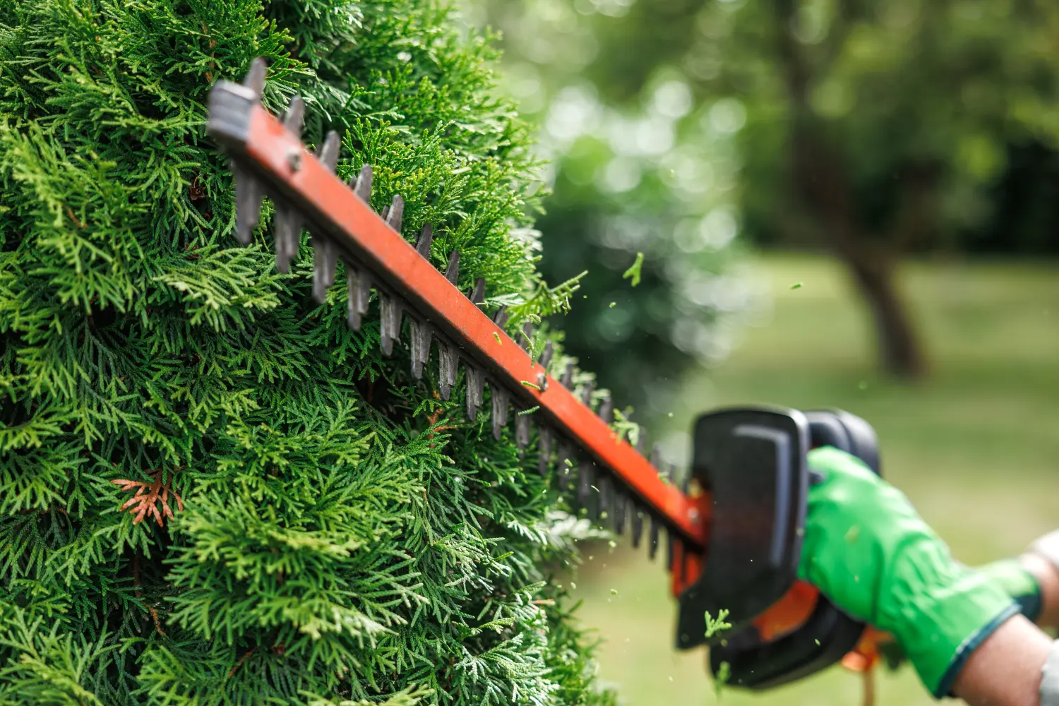 Gärtner beschneidet Thuja-Strauch mit elektrischer Heckenschere im Garten
